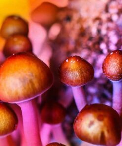 Magic Mushrooms