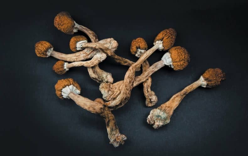 quality psilocybin mushrooms