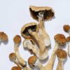 Buy Golden Teachers Magic Mushrooms online